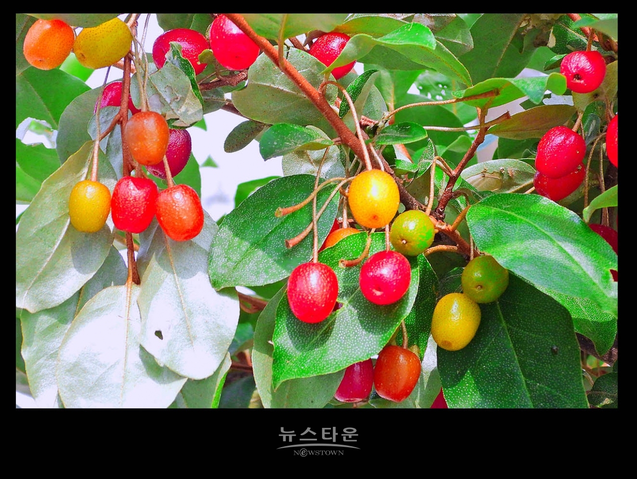 새콤달콤한 보리수열매의 예쁜모습
