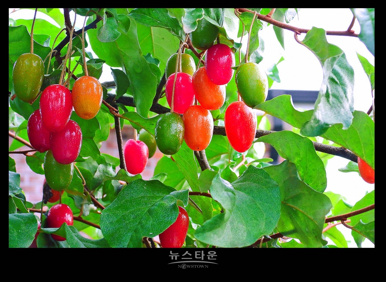 새콤달콤한 보리수열매의 예쁜모습