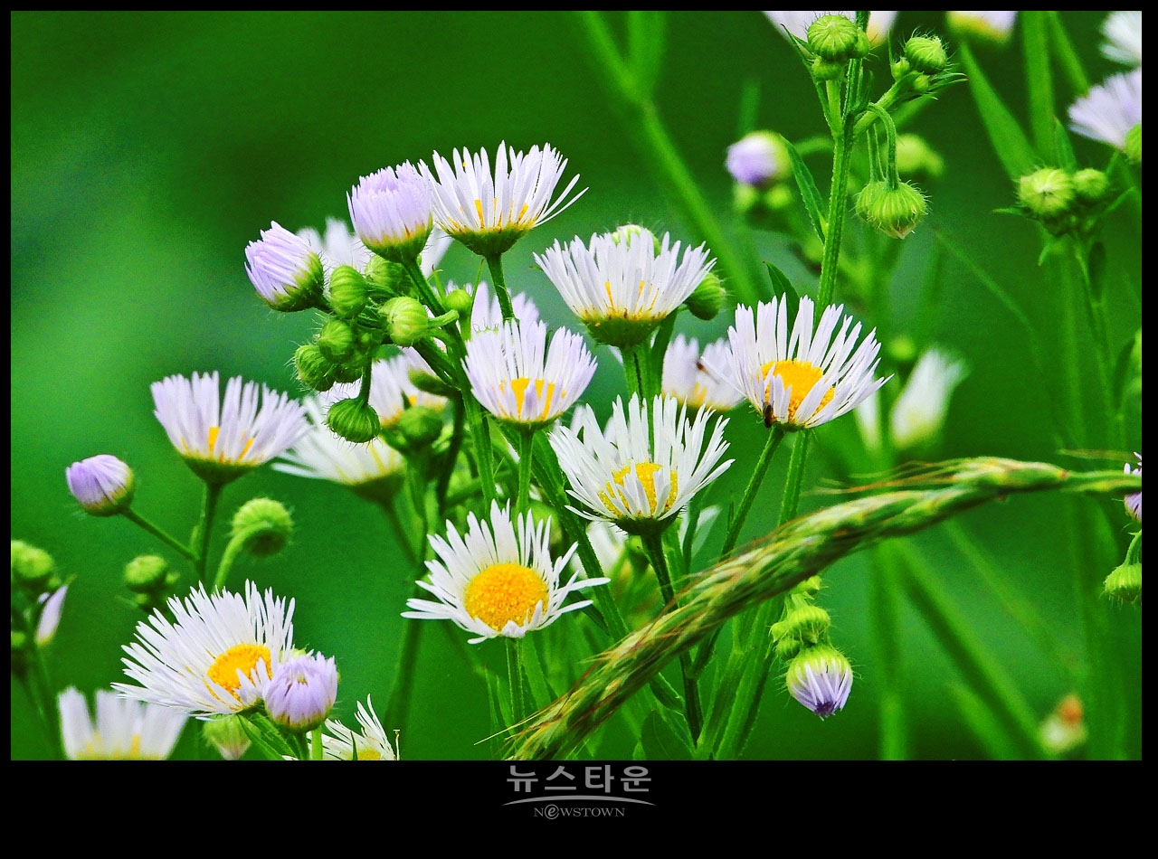 야생에서 막 자란 망초대꽃