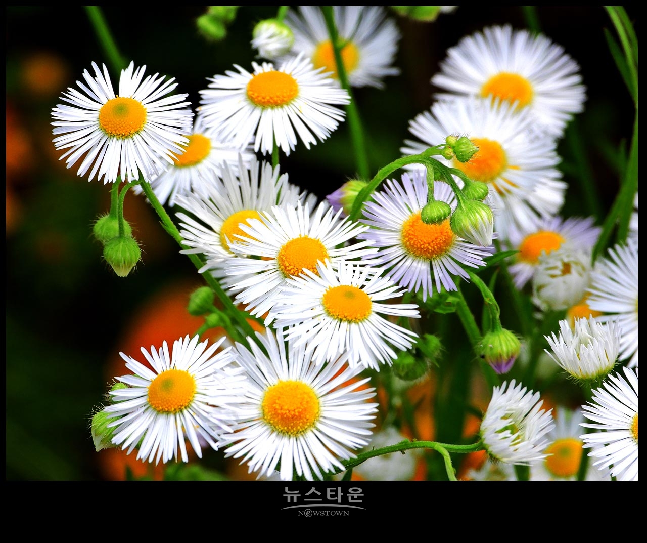 야생에서 막 자란 망초대꽃