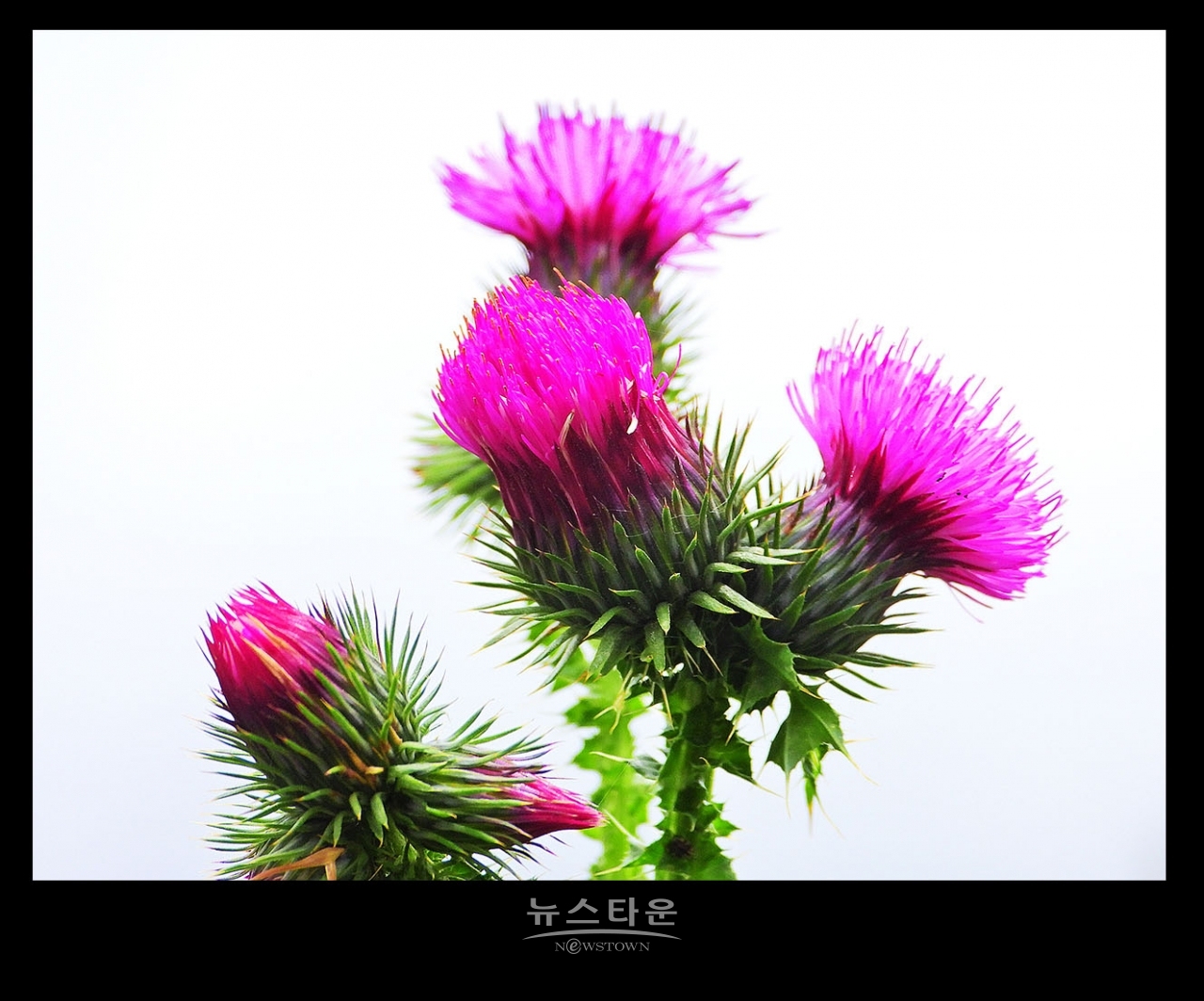 엉겅퀴꽃