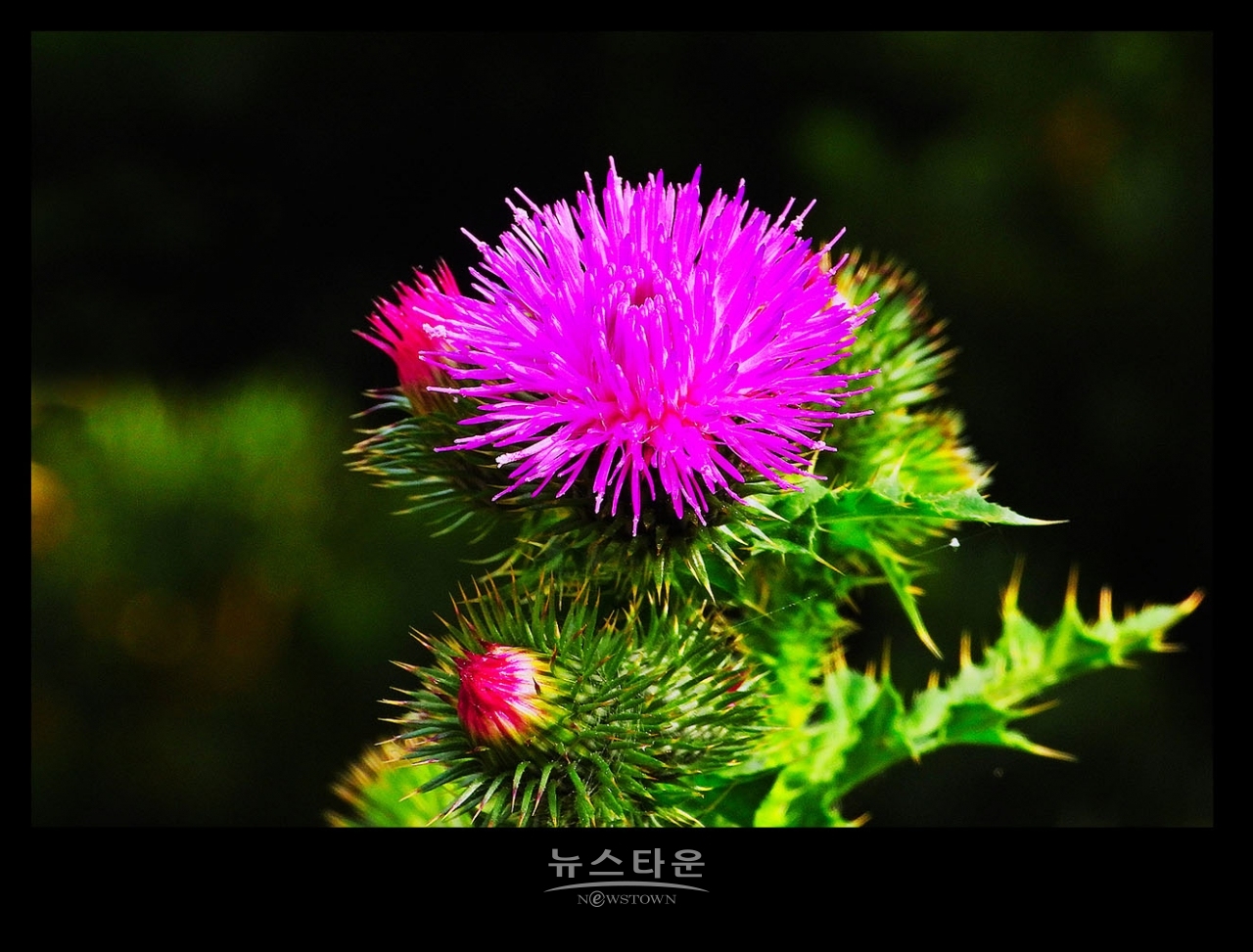 엉겅퀴꽃