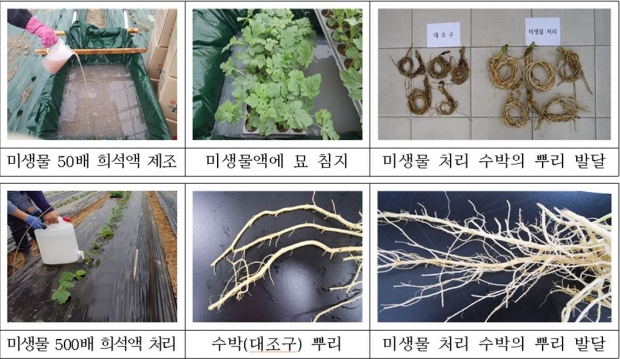 농업미생물 활용 시설하우스 수박 미생물 처리