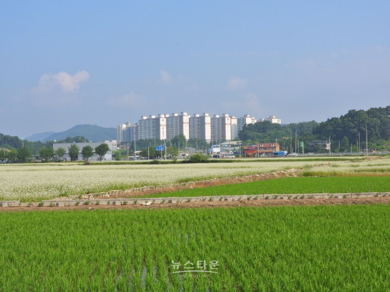 메밀밭
