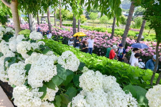 유구색동수국정원 꽃 축제
