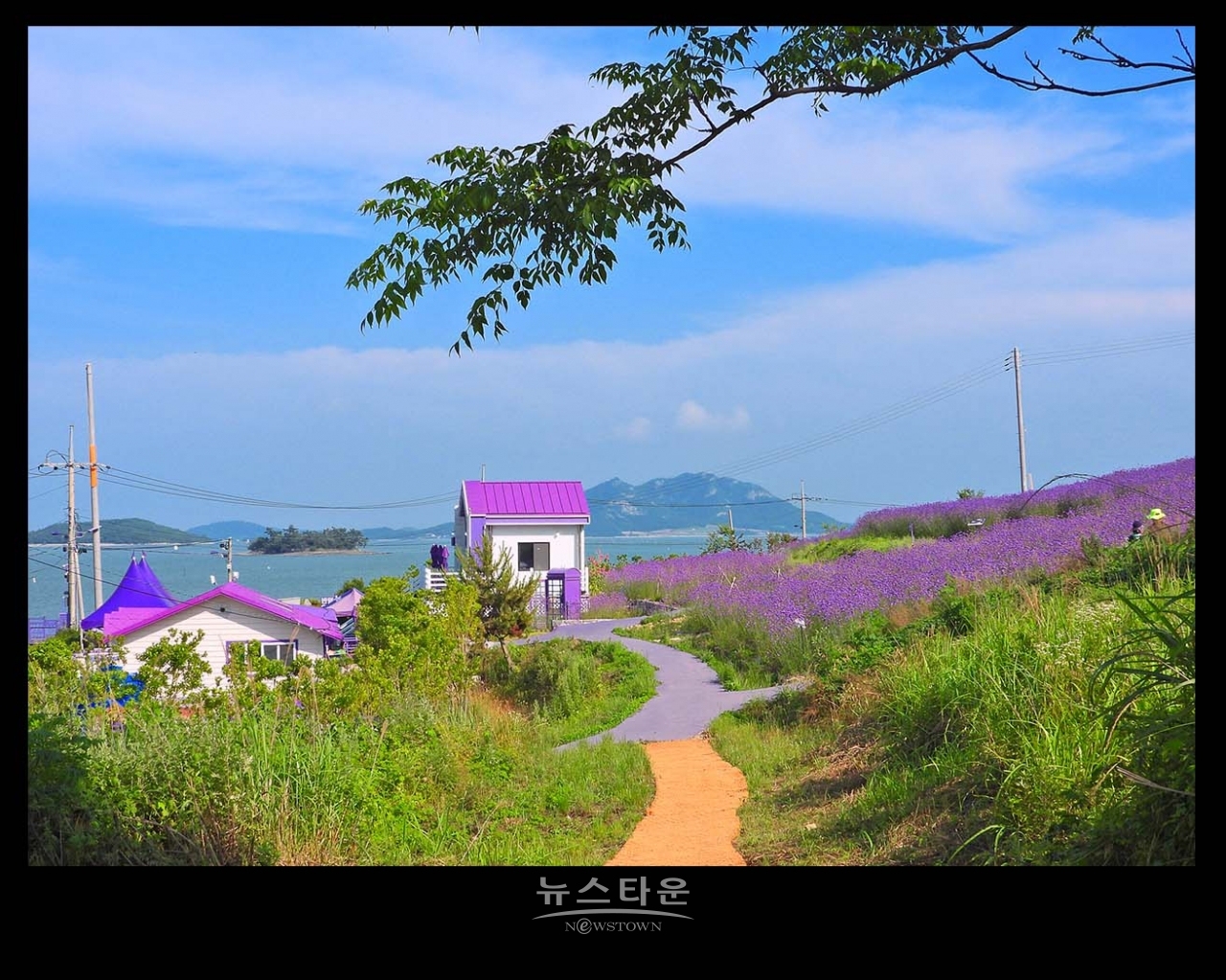 신안 반월도 퍼플섬