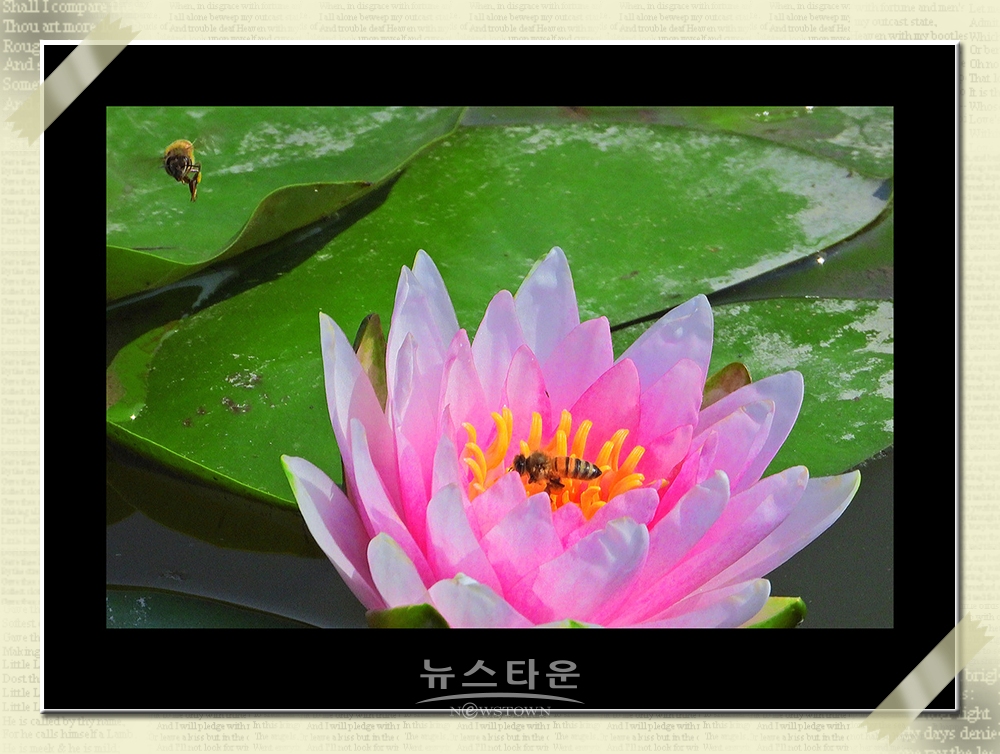 연꽃과 수련