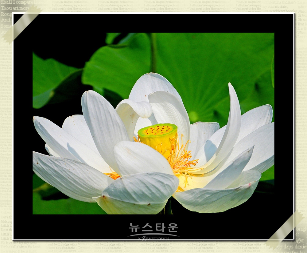 연꽃과 수련