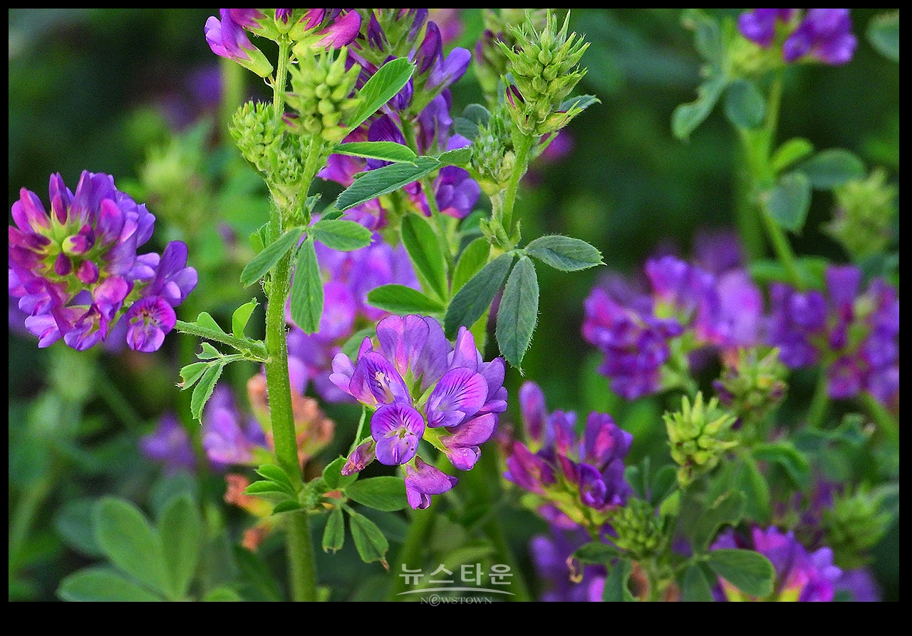 보라색 갈퀴나물 꽃
