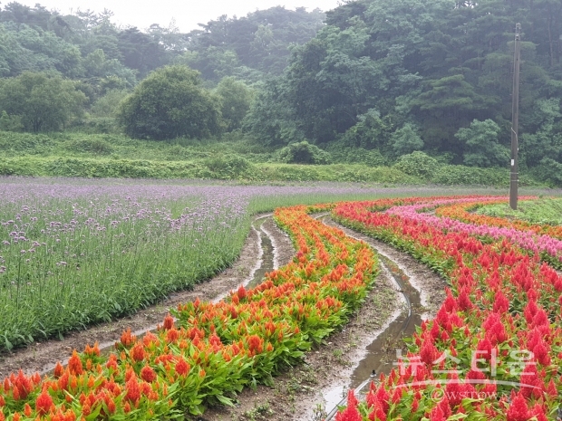 고창군청 제공