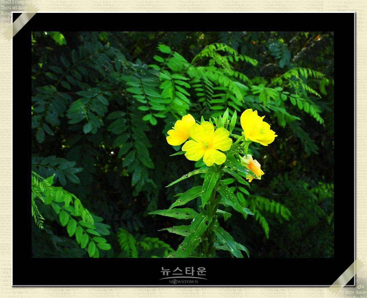 밤에 핀다는 달맞이꽃
