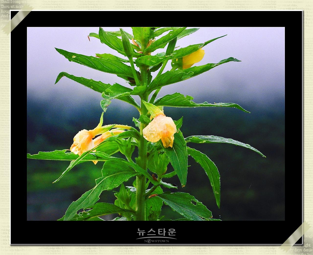 밤에 핀다는 달맞이꽃
