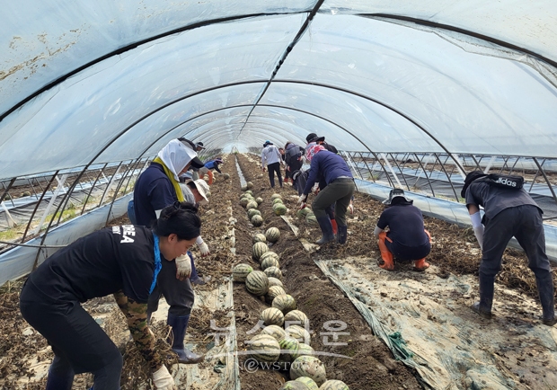 충청남도가 7월 20일 부여지역 일원에 농림축산국 직원 90여 명을 투입, 물에 잠겨 상품 가치를 상실한 수박·오이 등 피해 농작물을 제거해 새로운 작물을 파종할 수 있는 환경을 만들고자 구슬땀을 흘렸으며, 농가 주변 토사와 시설하우스 및 퇴수로 정비 등도 진행했다.
