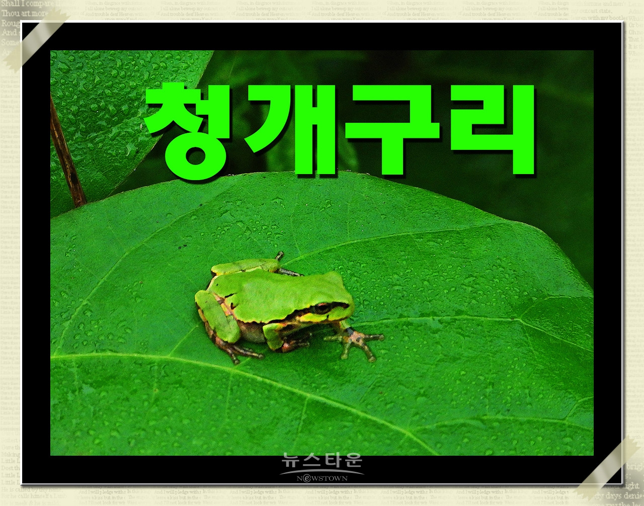 청개구리 청와보살