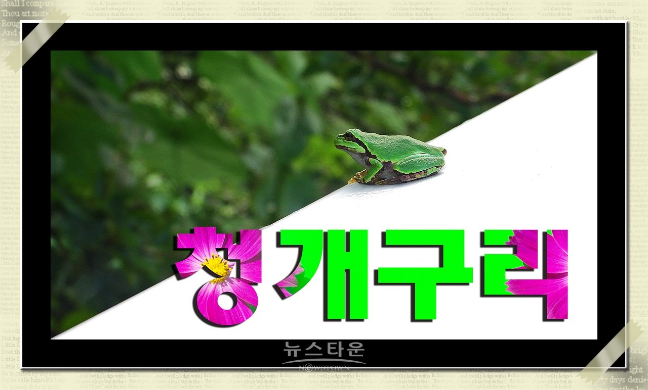 청개구리 청와보살