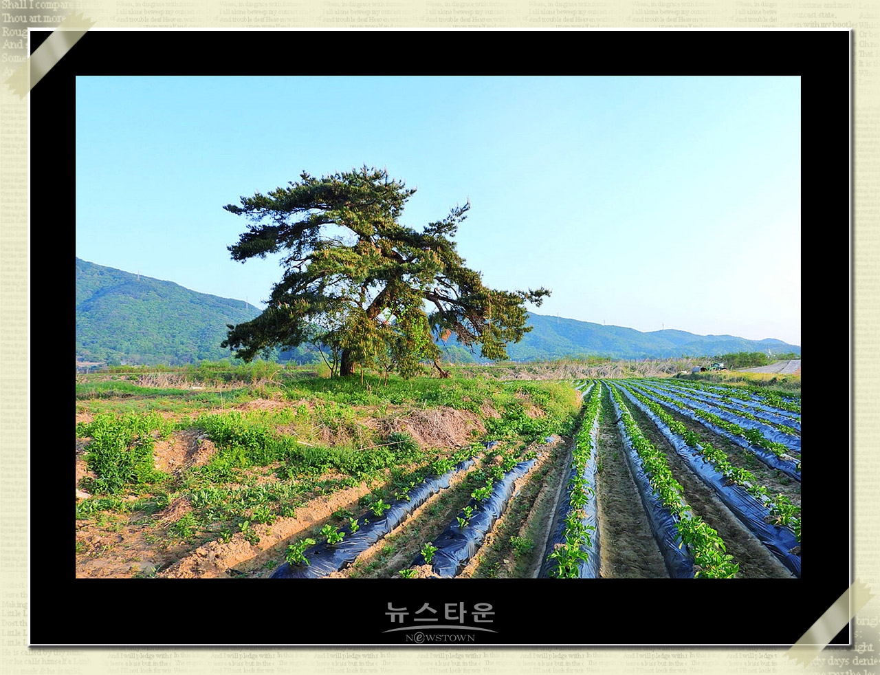 10만평 대지위에 홀로선 소나무