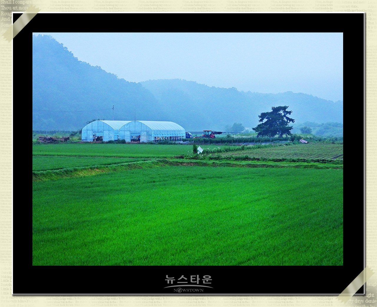 10만평 대지위에 홀로선 소나무