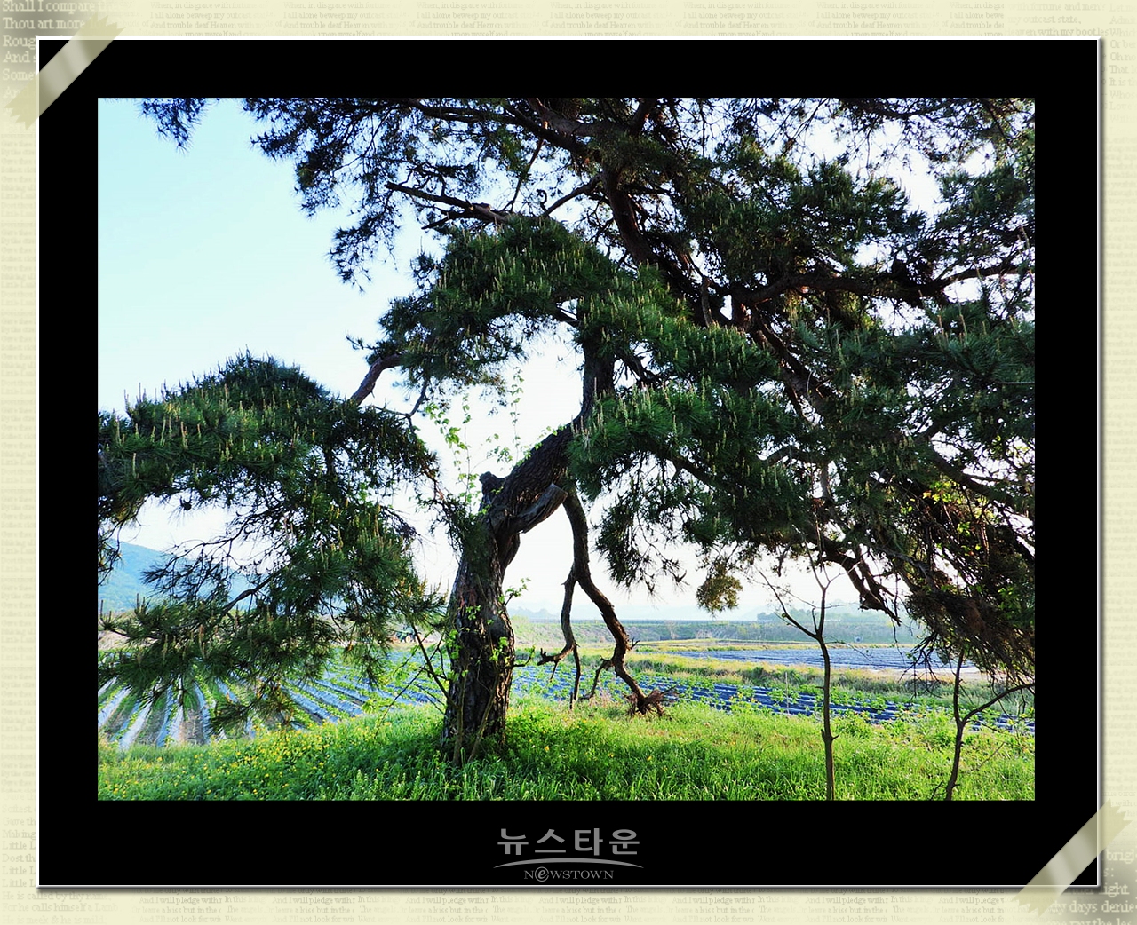 10만평 대지위에 홀로선 소나무