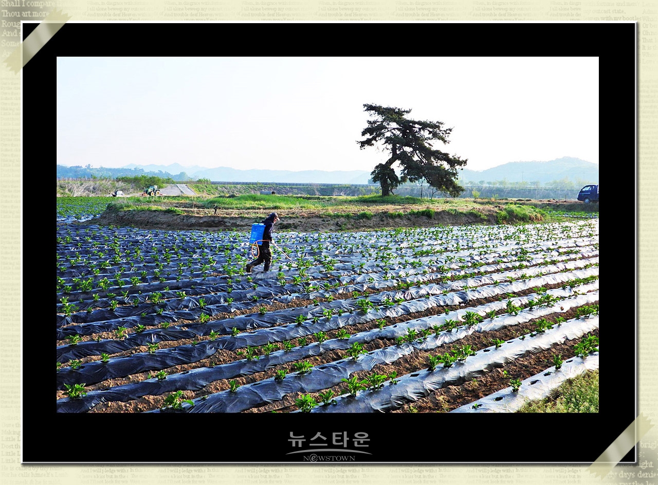 10만평 대지위에 홀로선 소나무