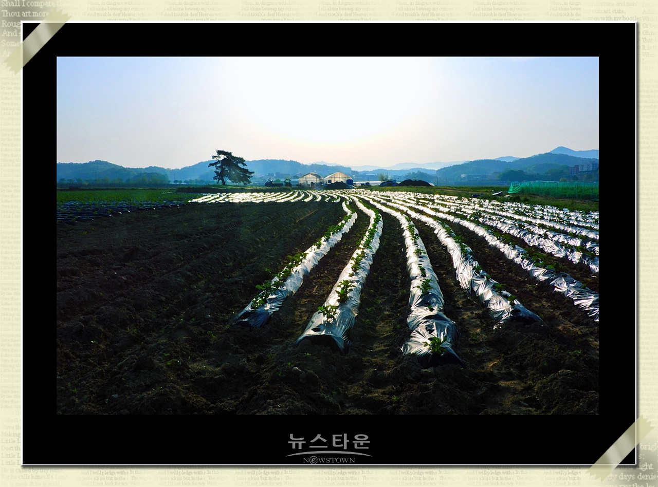 10만평 대지위에 홀로선 소나무