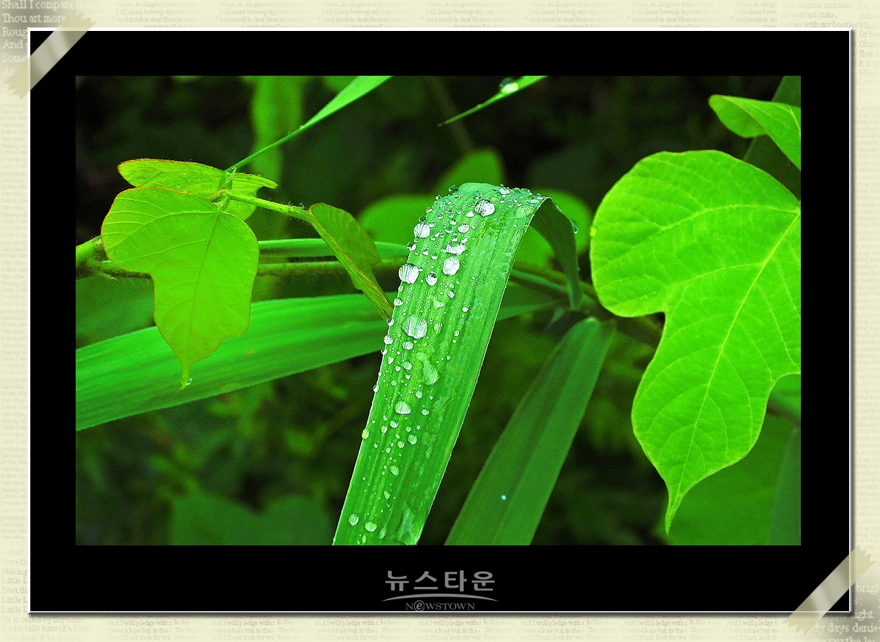 풀잎에 맺힌 물방울