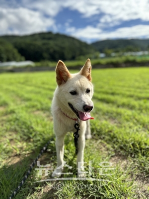 반려견