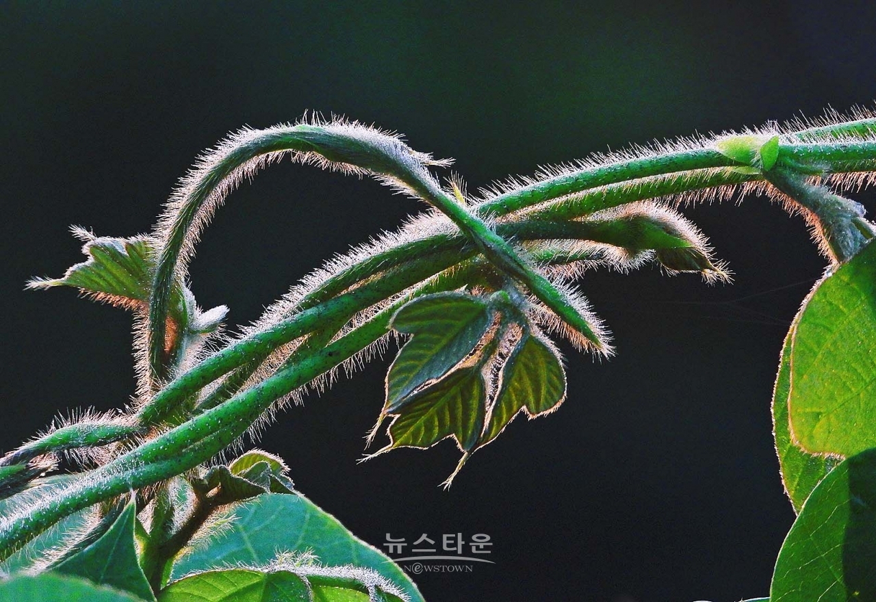 칡넝쿨과 칡순의 예술