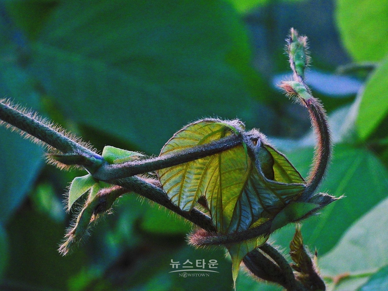 칡넝쿨과 칡순의 예술