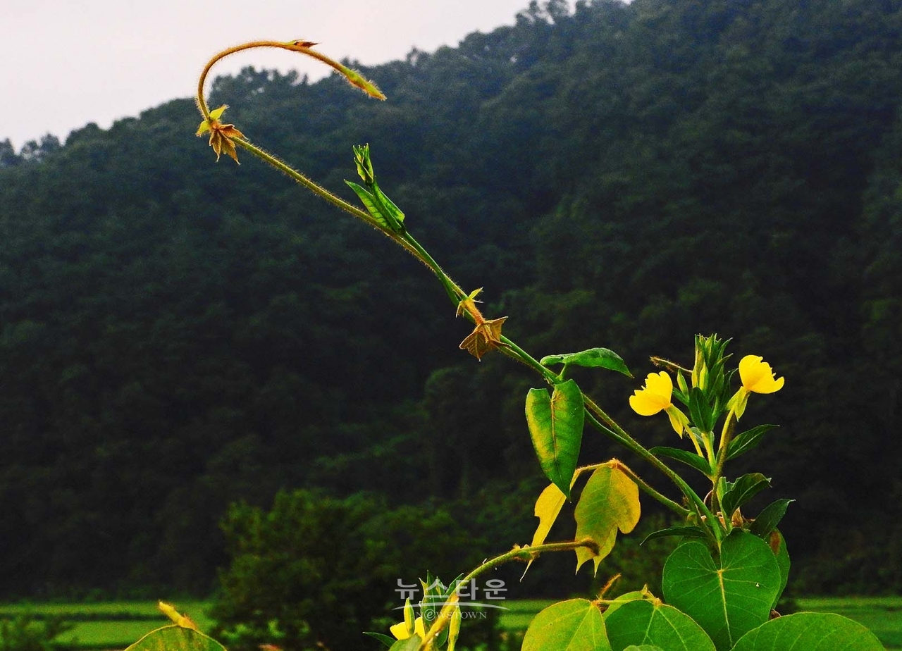 칡넝쿨과 칡순의 예술