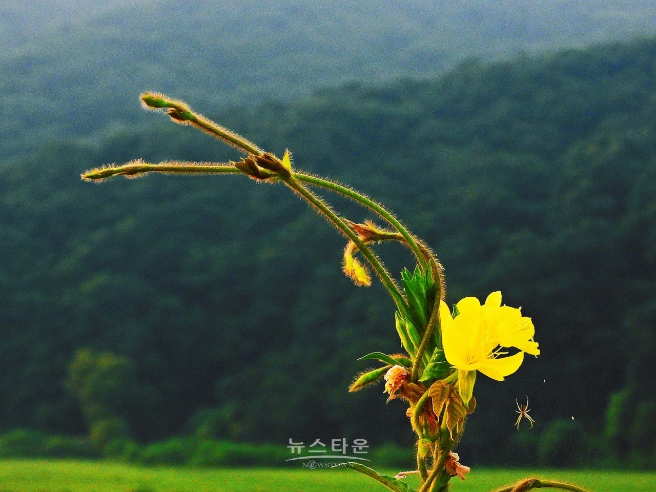 칡넝쿨과 칡순의 예술