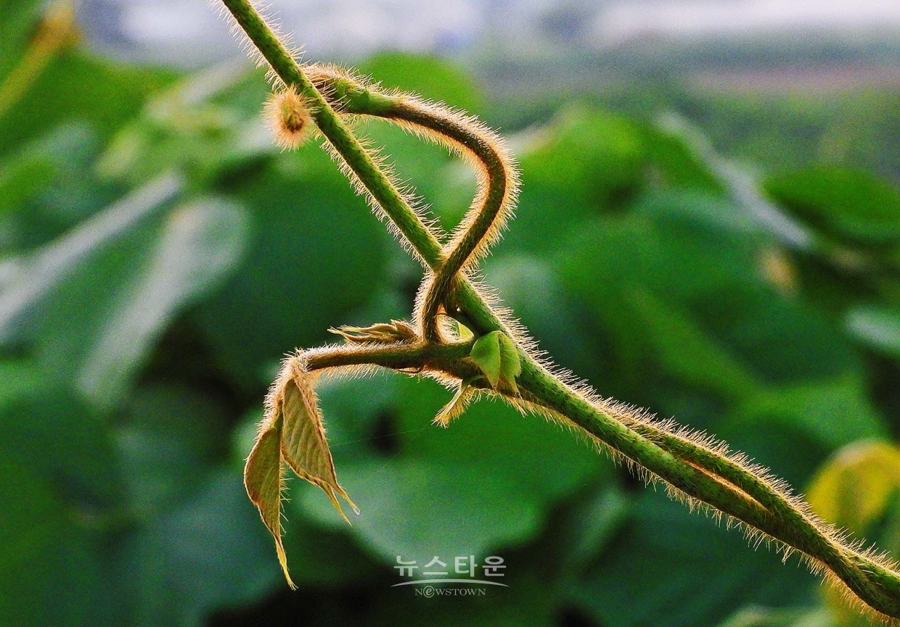 칡넝쿨과 칡순의 예술