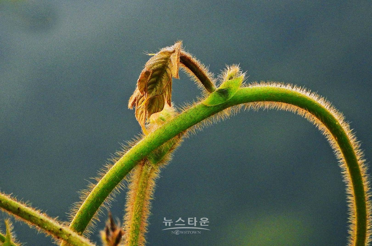 칡넝쿨과 칡순의 예술