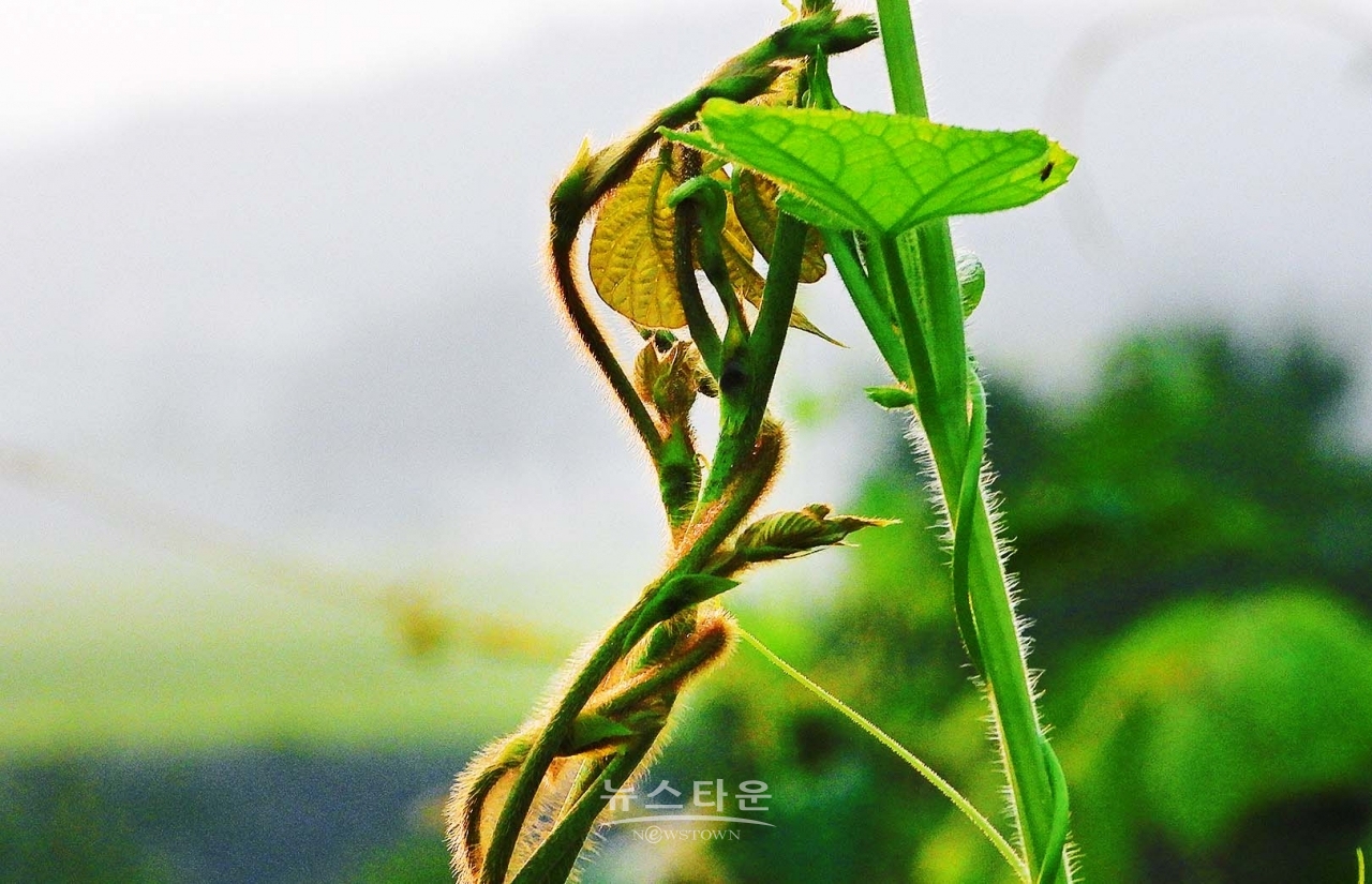 칡넝쿨과 칡순의 예술