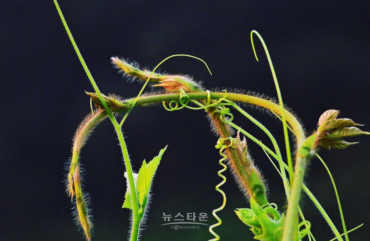 칡넝쿨과 칡순의 예술