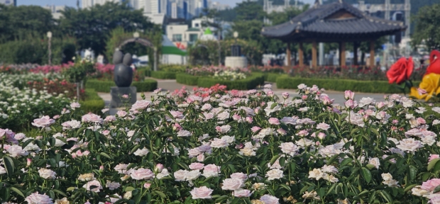 여름 장미가 만개한 영일대 장미원 전경