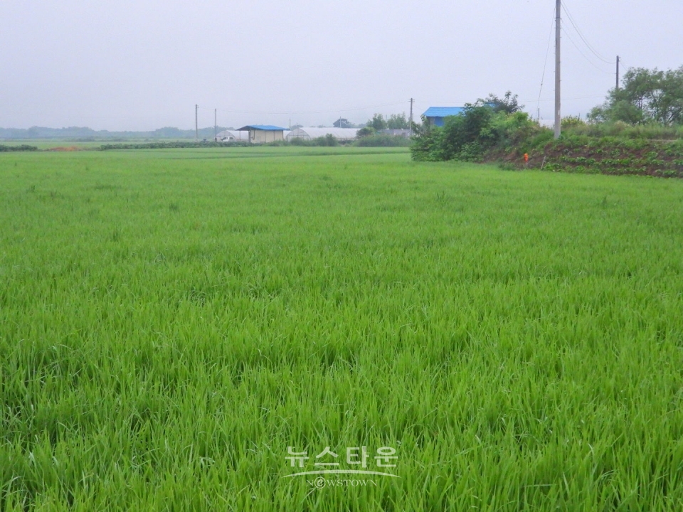 문막 토토미생산지