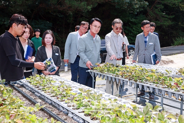 딸기 모종 피해현장 방문(곤명면 본촌리)