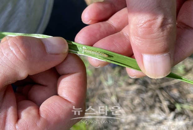 혹명나방 성충