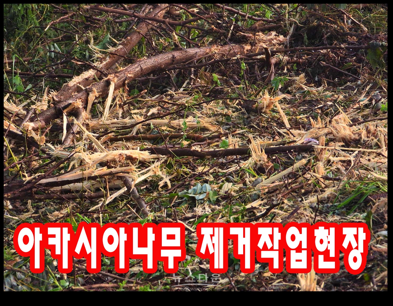장난같은 나무제거작업