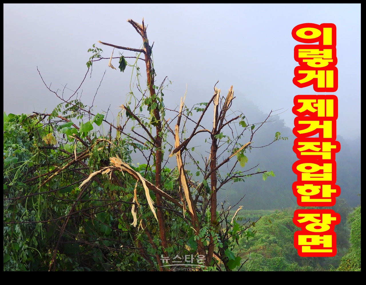 장난같은 나무제거작업