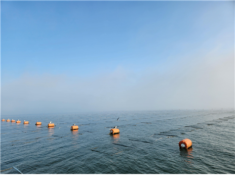 인천시 김 양식장 전경