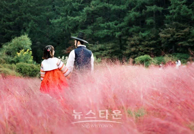 아침고요수목원 ‘국화 전시회’