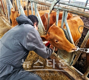 소 럼피스킨병 백신접종