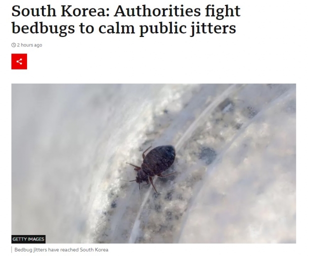 한편, 빈대에 대해 특정 유형의 살충제를 사용하라는 당국의 최근 권장 사항은 최근 연구에서 효과가 없는 것으로 간주되면서 논란을 불러일으켰다고 한국 언론이 보도. 사진=2023.11.7. BBC 인터넷 판 해당기사 일부 갈무리