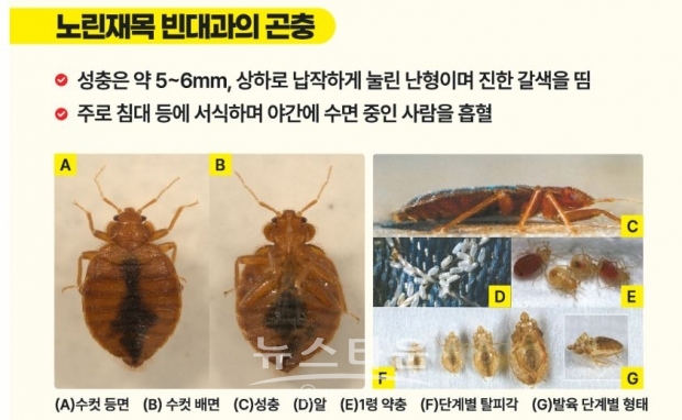 빈대/질병관리청