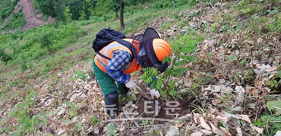 산림청은 내년 외국인 근로자 1천 명을 임업에 최초 도입한다