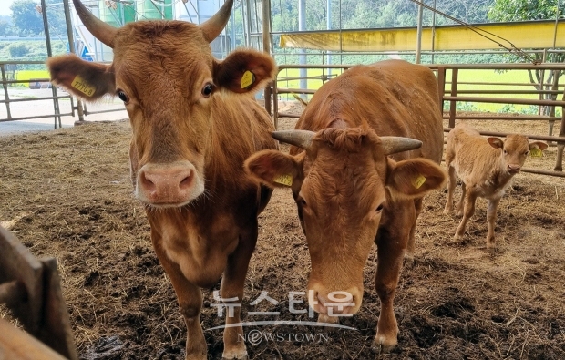 한우농가