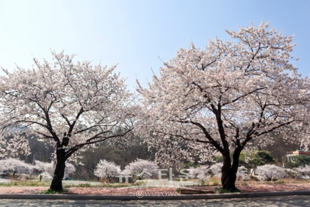 아산온천 벚꽃