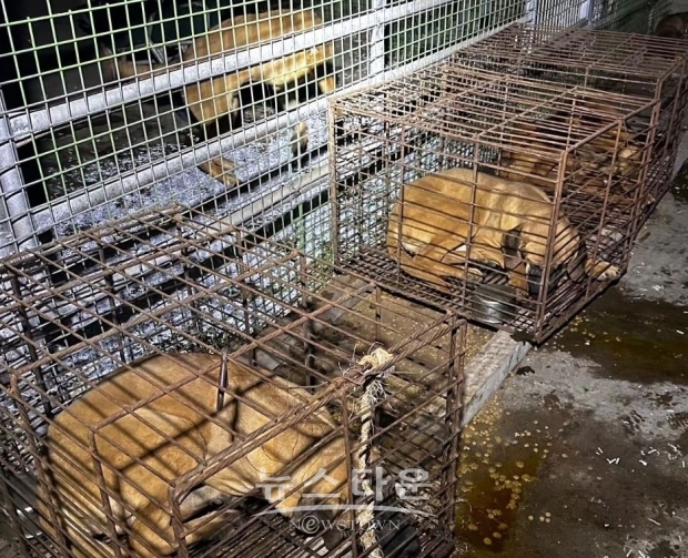지난 달 30일 정부 세종청사앞에 육견협회 회원이 '개 받아라'라고 적힌 현수막과 함께 놓고 간 개들/동물권행동 카라 인스타그램