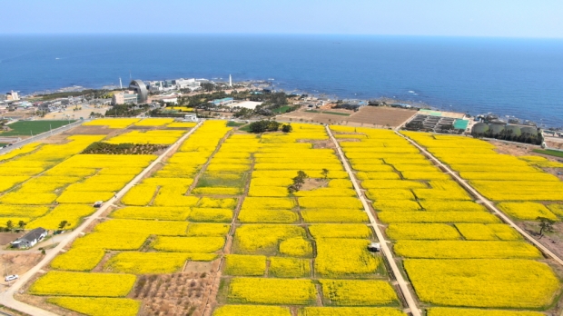 유채꽃 단지 전경(지난해).